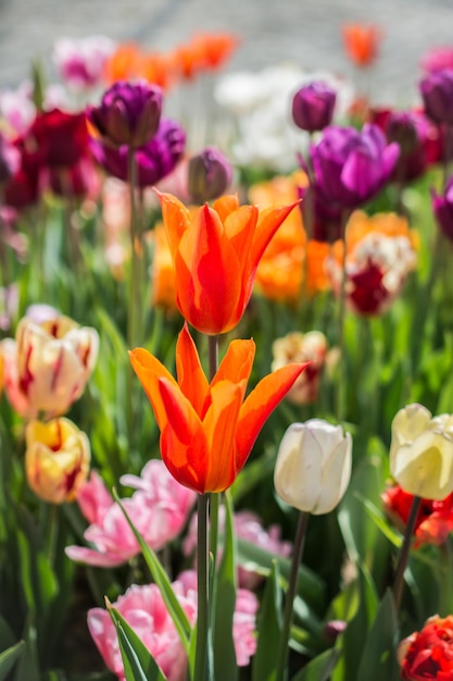 Belle fleur de tulipes pour la conception de concept de beauté de carte postale