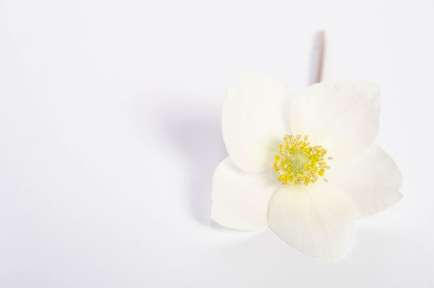 Belle fleur unique sur table avec un espace vide pour le texte