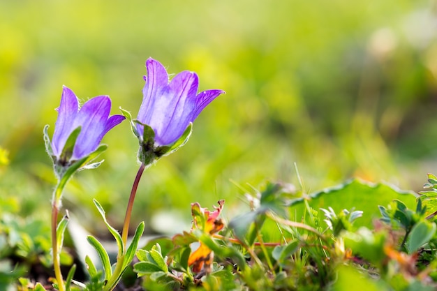 Belle fleur violette. Artvin Turquie