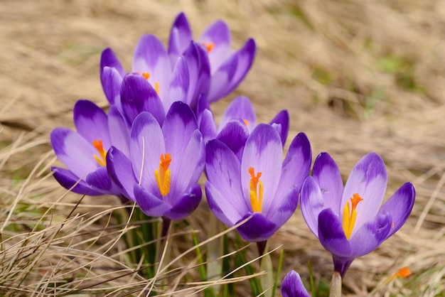 Belle fleur violette de crocus poussant dans l'herbe jaune sèche, le premier signe du printemps. Fond naturel saisonnier de Pâques.