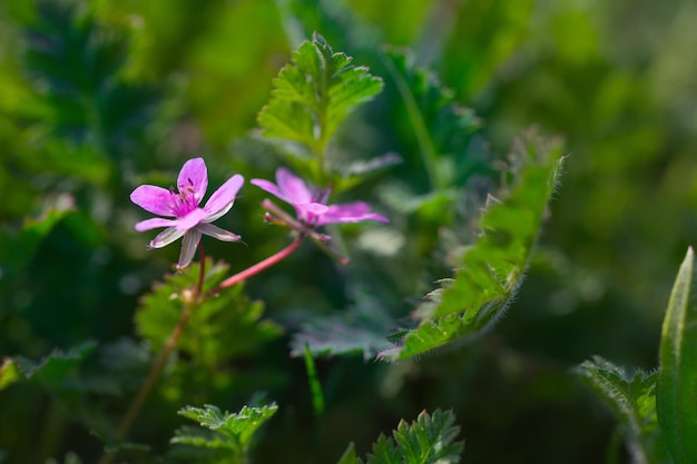 Belle fleur violette parmi une herbe verte épaisse