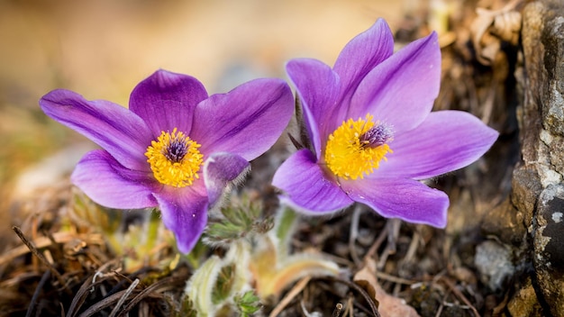 Belle fleur violette de printemps dans la forêt.