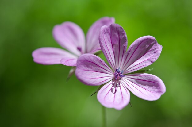 Belle fleur violette