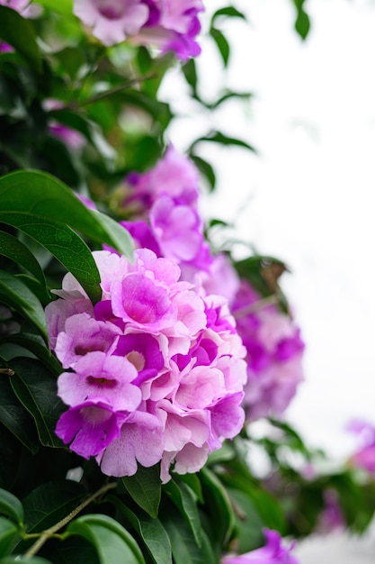 Photo belle fleur violette