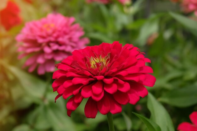 Belle fleur de zinnia dans le jardin