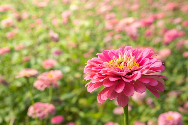 Belle fleur de zinnia en fleurs.