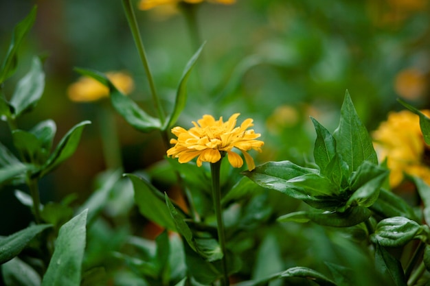 Belle fleur de zinnia jaune en été. jaune zinnia.