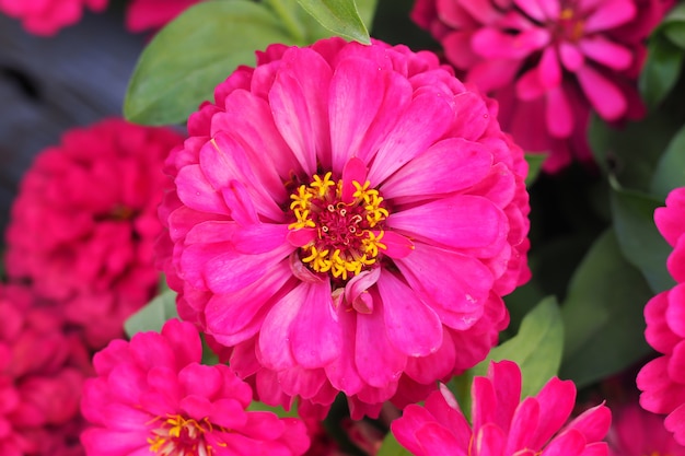 Belle fleur de zinnia rose dans le jardin pour le fond