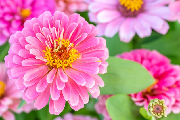 Belle fleur de zinnia rose.