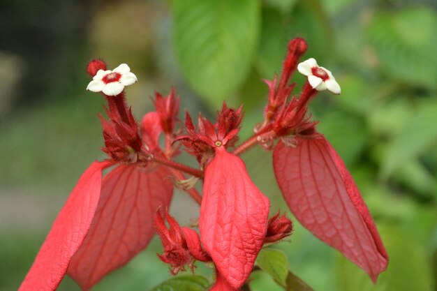 Photo une belle fleur