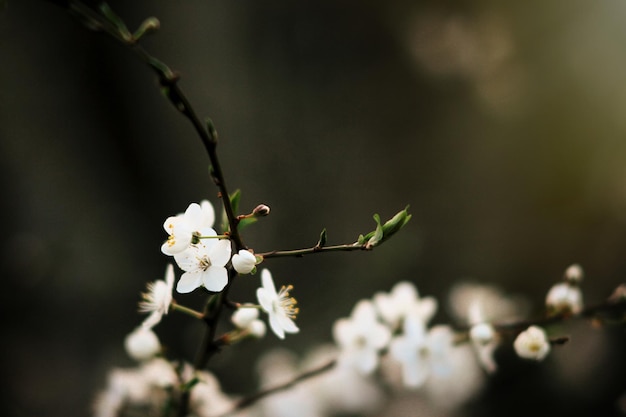 Belle floraison étonnante sur la branche de cerisier au printemps fond ensoleillé vert