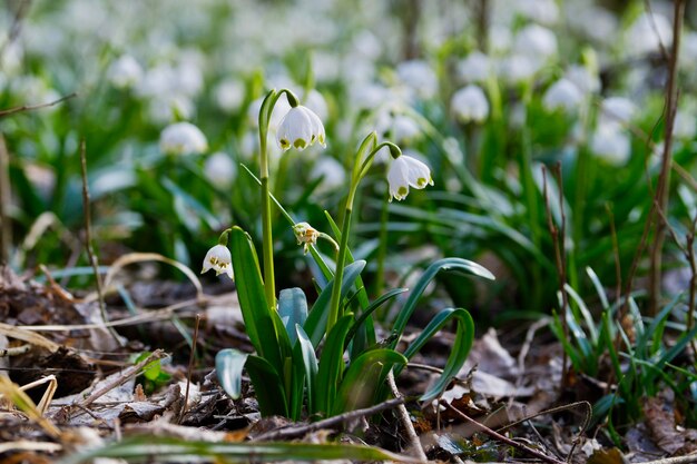 Photo belle floraison des fleurs de flocons de neige blanches du printemps