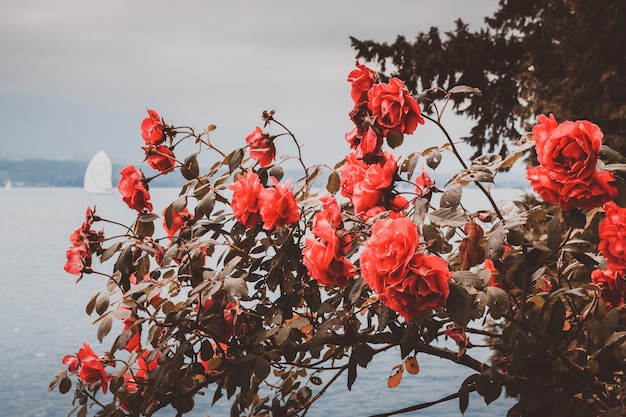 Belle floraison de fleurs rouges en gros plan sur fond d'été de jardin