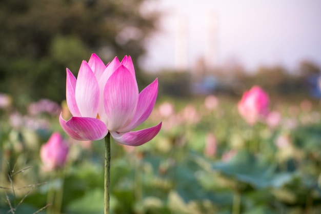 Belle floraison de lotus rose dans la nature de la piscine, fleur de fleur d&#39;eau de lys