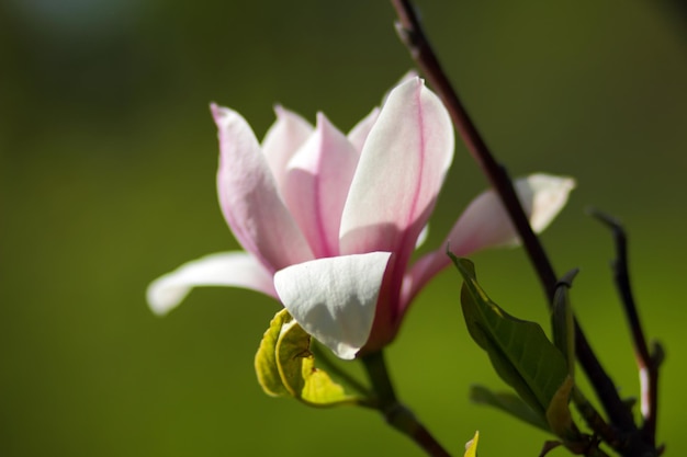 Belle floraison de magnolia blanc dans le parc au printemps. Dans le magnolia de fleur de jardin botanique. Fermer