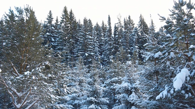 Belle forêt avec des arbres de Noël le jour d'hiver clip promenade à travers la forêt d'épinette dans la neige d'hiver