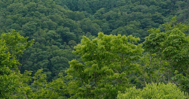 Belle forêt d'arbres de plantes vertes