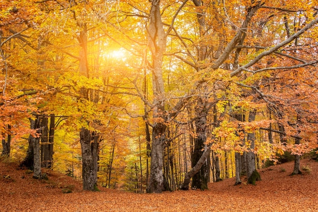 Belle forêt au feuillage doré dans le parc d'automne Golden Autumn