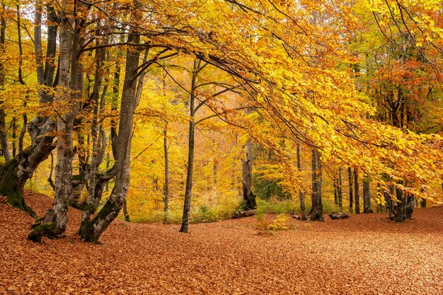 Belle forêt au feuillage doré dans le parc d'automne