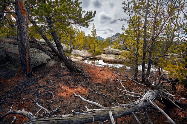 Belle forêt au Kazakhstan