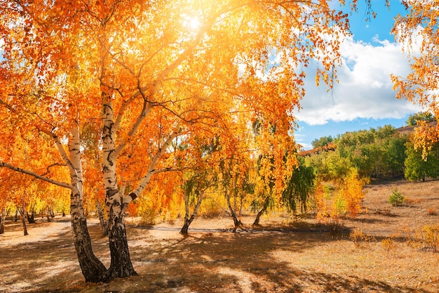 Belle forêt d'automne aux beaux jours