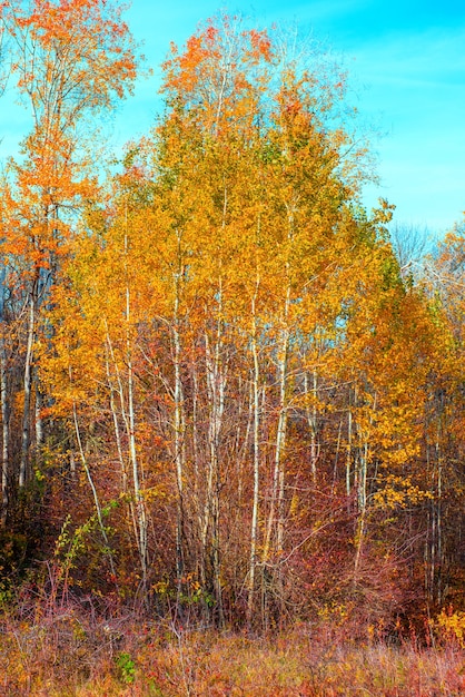 Belle forêt d'automne dans le parc avec des arbres jaunes et rouges