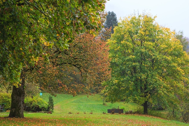 Belle forêt d'automne avec différents arbres.