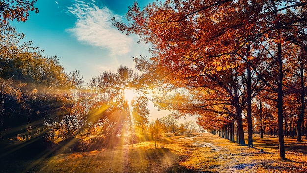 Belle forêt d'automne éclairée par le soleil du soir et les feuilles d'automne jaune vif