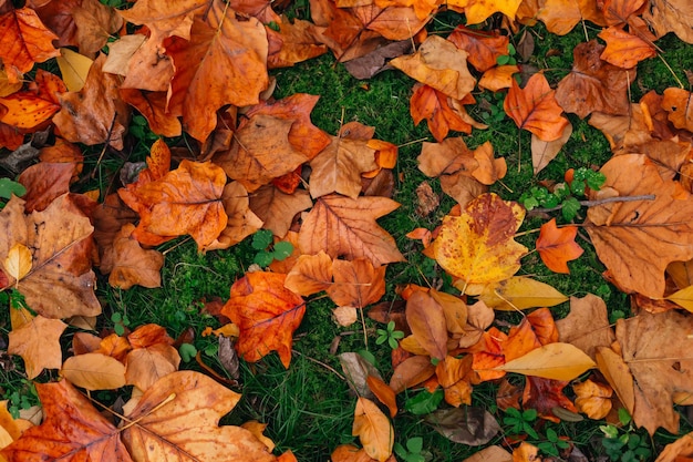 Belle forêt d'automne Les feuilles jaunes et rouges sont tombées de l'arbre et reposent sur l'herbe verte