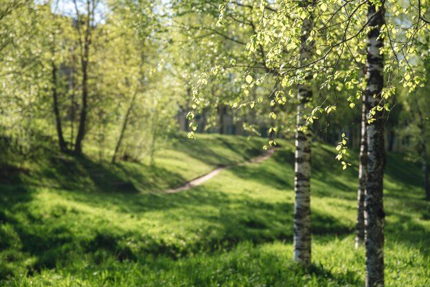 Belle forêt de bouleaux en été