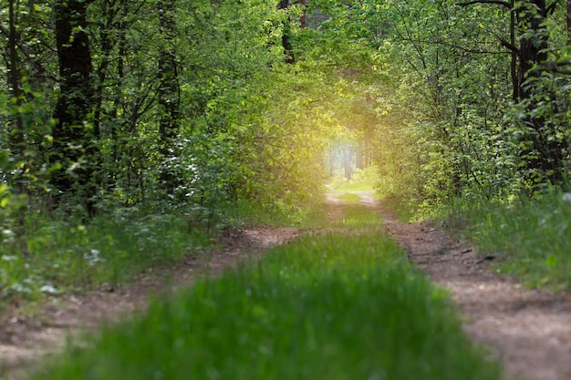 Belle forêt avec chemin et soleil éclatant