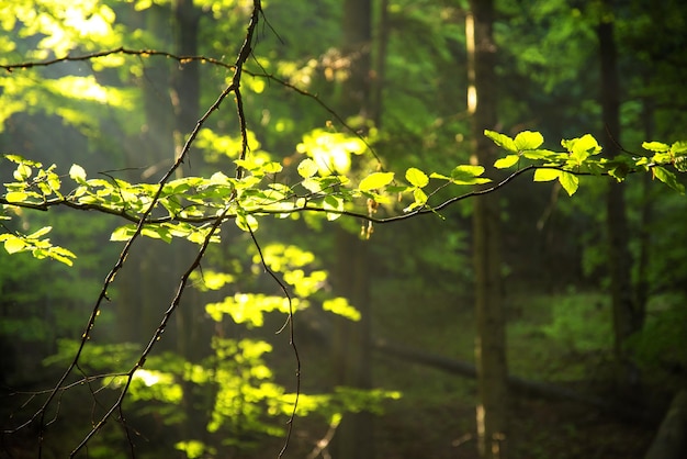 Belle forêt colorée avec des rayons de soleil. Détente et temps libre. Mode de vie sain.