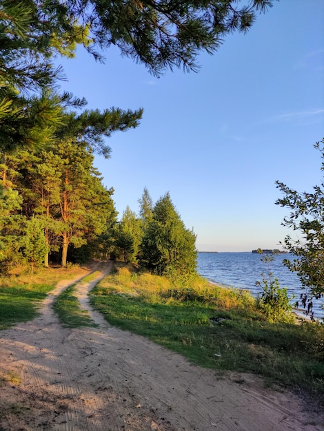 Belle forêt de conifères au bord de la rivière