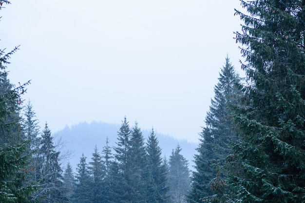 Belle forêt de conifères verte d'hiver sur les pentes des montagnes Loisirs de plein air en hiver