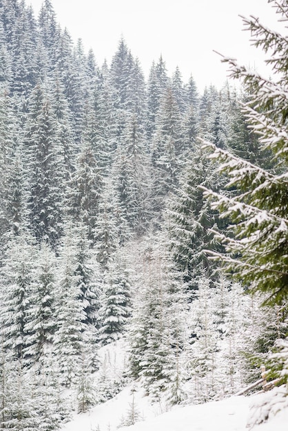 Belle forêt de conifères verte d'hiver sur les pentes des montagnes Loisirs de plein air en hiver