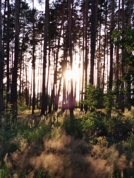 Belle forêt avec coucher de soleil à travers les pins