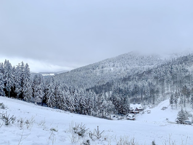 Belle forêt couverte de neige épicéas dans le paysage d'hiver jour glacial image panoramique du concept de nature de pin