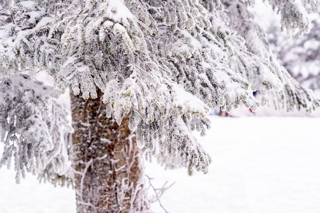 Belle forêt et couverture arborée avec de la neige