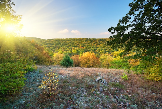 Belle forêt dans les jours d'automne