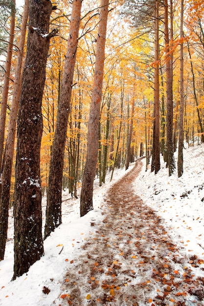 Belle forêt enneigée avec des arbres à feuilles jaunes