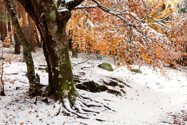 Belle forêt enneigée avec des arbres à feuilles jaunes