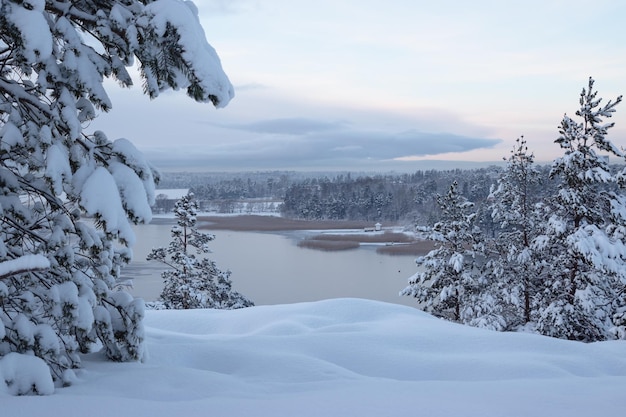 belle forêt enneigée dans les montagnes