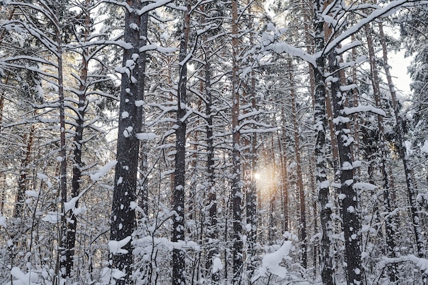 Belle forêt enneigée d'hiver en journée ensoleillée