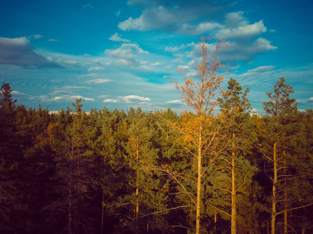 Belle forêt d'été avec différents arbres Arbres forestiers avec lumière du soleil