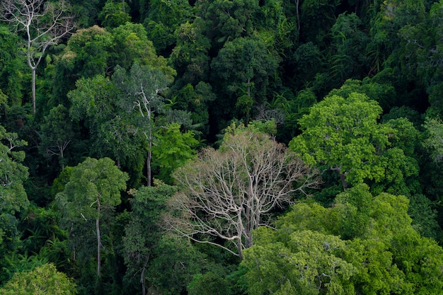 Photo belle forêt d'été avec différents arbres