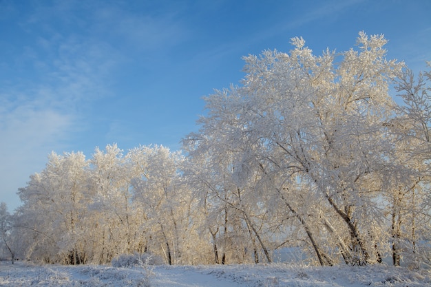 Belle forêt givrée d'hiver recouverte de neige et de givre