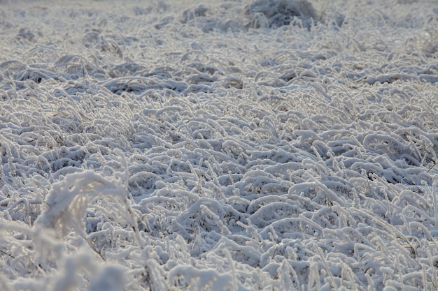 Belle forêt givrée d'hiver recouverte de neige et de givre