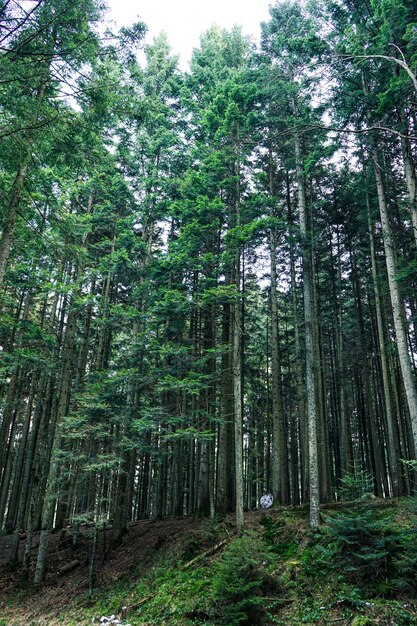 Belle forêt de grands pins