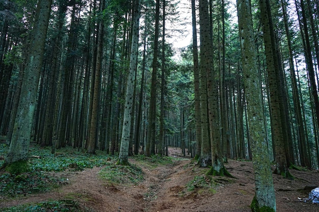 Belle forêt de grands pins