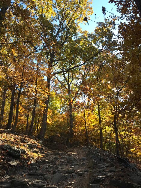 Une belle forêt avec de hauts arbres denses sur les sentiers de Maryland Height, à Harper's Ferry, aux États-Unis